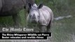 The Rhino Whisperer: Wildlife vet Pierre Bester relocates and rewilds rhinos