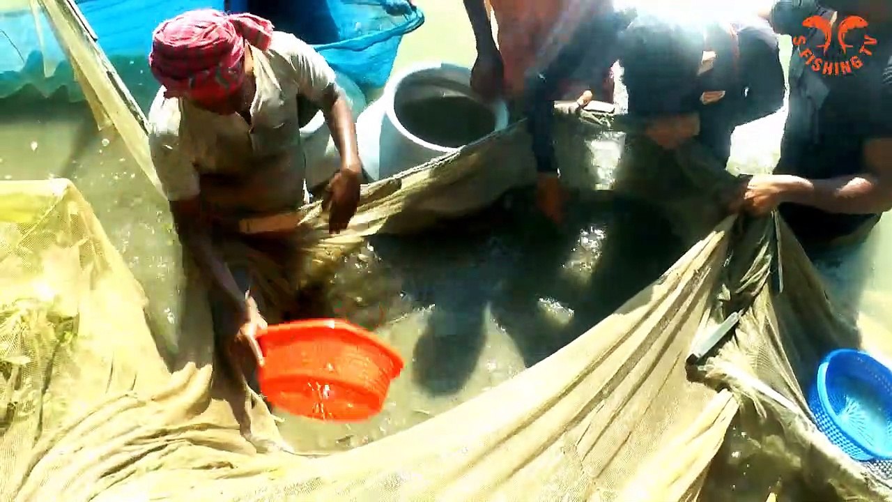 Most Satisfying Cast Net Fishing By Village Pond __ Traditional Best Net Fishing __