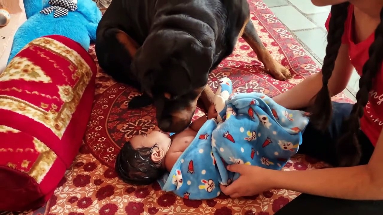Jerry and Aaru are made for each other _ Dog protecting baby _ the rott best Video