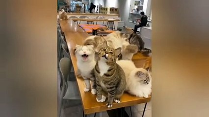 sweet cats talking with each other