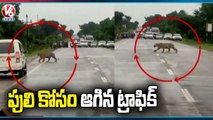 Viral Video : Traffic Police Ask People To Wait For Tiger To Cross Road | V6 News