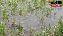 حقول الأرز في المثلث الذهبي الإيطالي يضربها الجفاف