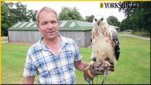 VuVu Zela the Crowned Eagle a the National Centre for Birds of Prey, Duncombe Park