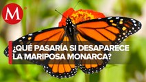 México defiende compromiso de conservación de la mariposa monarca y cuidado de su hábitat