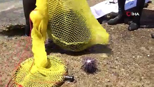 Akdeniz'de dikenli zehirli deniz kestanesi istila hızı yüzde 108