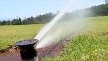 Racionamiento de agua en el Algarve para hacer frente a una sequía histórica en Portugal