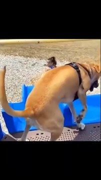 fun edit #funnyshort #dailymotion #trending #turkey #us #canada #saudia #iran #pk #natural #bohpal #birds #matting process #birds love you #short #funny #yt