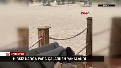 Hırsız karga euro çalarken yakalandı