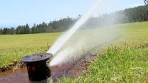 Dürre in Portugal: Kein Wasser mehr für Golfplätze und Grünanlagen