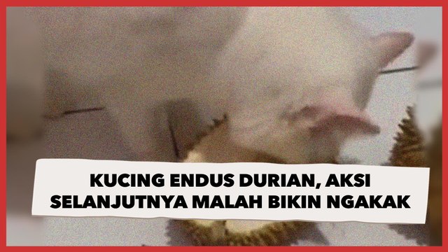 Viral Kucing Endus Durian, Aksi Selanjutnya Sukses Bikin Publik Ngakak