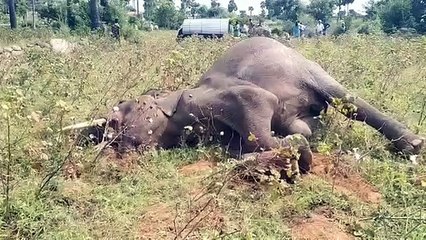 மின்சார வேலியால் பலியான காட்டு யானை - வீடியோ