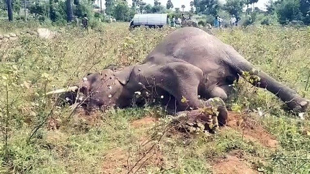 மின்சார வேலியால் பலியான காட்டு யானை - வீடியோ