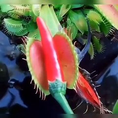 Sinekkapan bitkisine acı biber verirseniz...