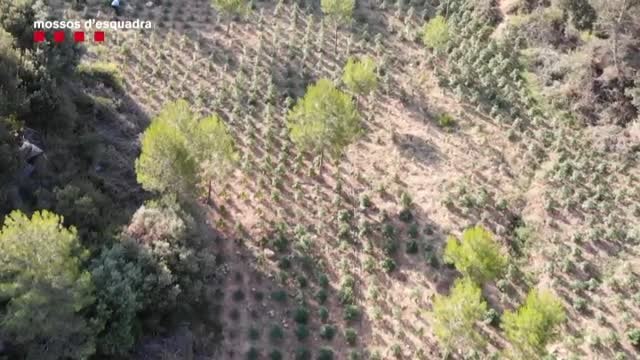 Detenidas dos personas por cultivar 3.617 plantas de marihuana en Tarragona