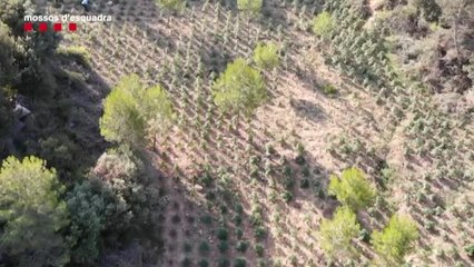 Download Video: Detenidas dos personas por cultivar 3.617 plantas de marihuana en Tarragona