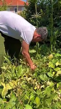 Το βίντεο του Σάκη Ρουβά από το μποστάνι του