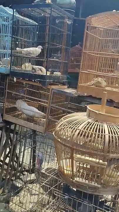 Liburan pasar burung 2