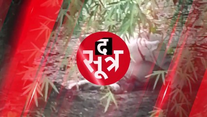 INDORE: सफेद बाघिनी रागिनी ने तीन शावकों को दिया जन्म, 15 पहुंची बाघों की संख्या