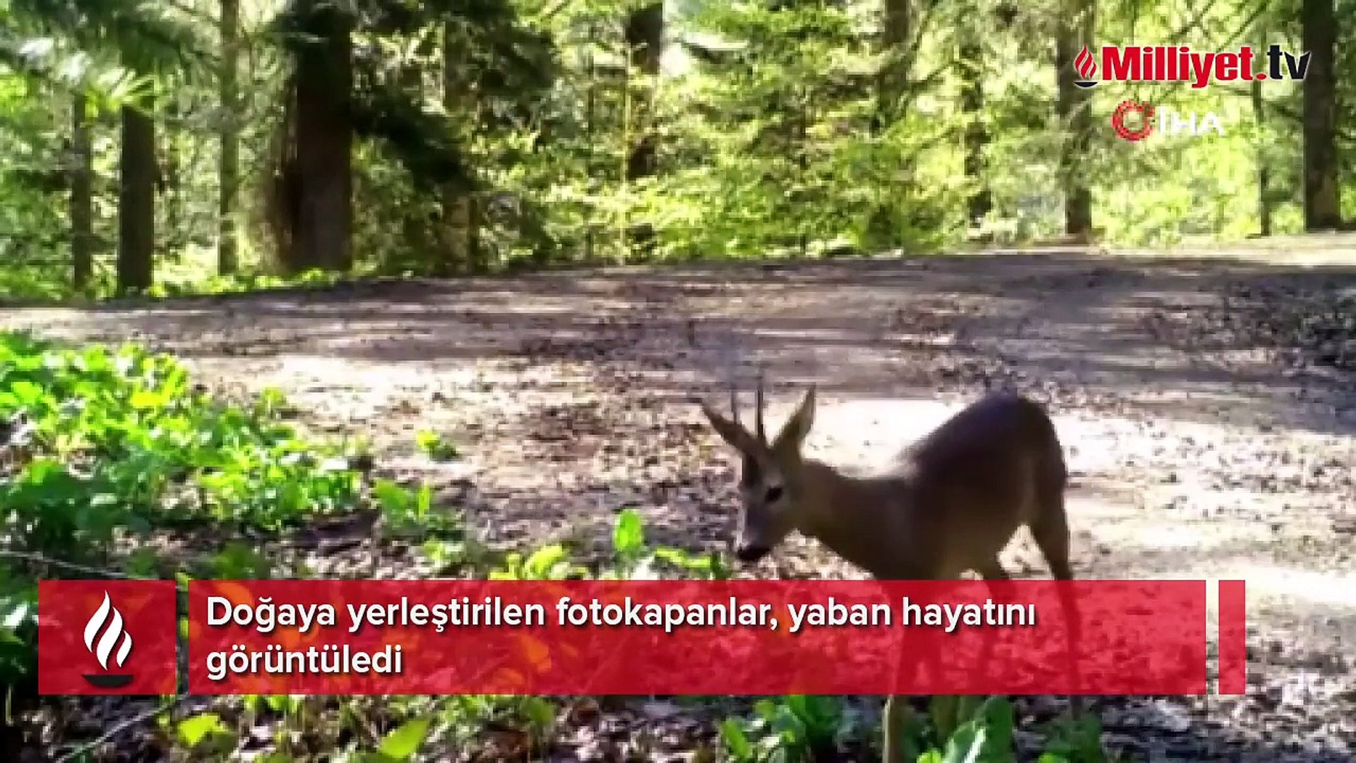 Fotokapanlar yaban hayatını görüntüledi