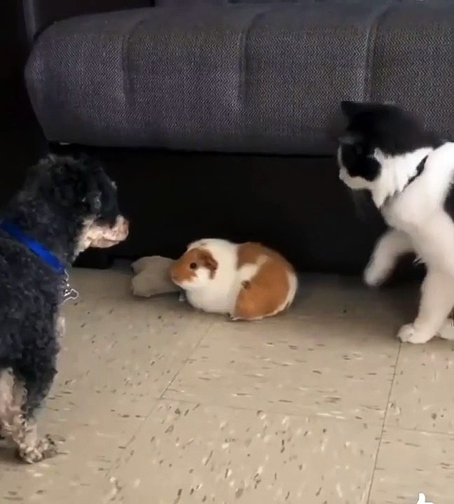 cats funny cats videos  funny cats and dogs  funny cats and dogs videos  funny cats compilation funny cats talking  funny cats fighting  funny cats meowing funny cats videos 2022 funny kitty