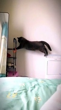 cats funny cats videos funny cats and dogs funny cats and dogs videos funny cats compilation funny cats talking funny cats fighting funny cats meowing funny cats videos 2022 funny kitty