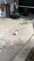cats funny cats videos  funny cats and dogs  funny cats and dogs videos  funny cats compilation funn