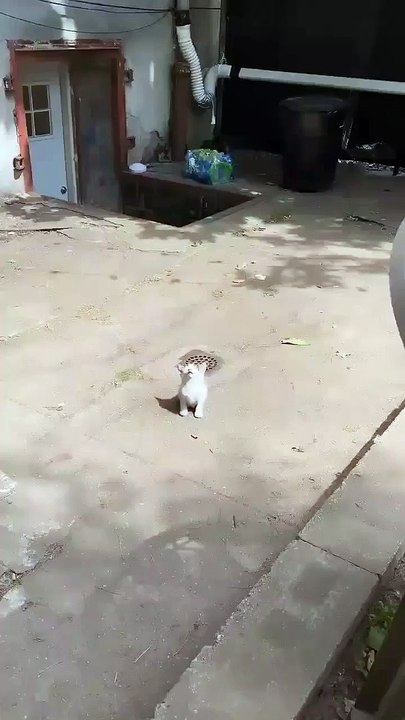 cats funny cats videos  funny cats and dogs  funny cats and dogs videos  funny cats compilation funny cats talking  funny cats fighting  funny cats meowing funny cats videos 2022 funny kitty