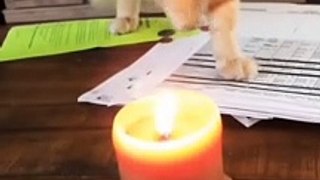 cats funny cats videos  funny cats and dogs  funny cats and dogs videos  funny cats compilation funny cats talking  funny cats fighting  funny cats meowing funny cats videos 2022 funny kitty