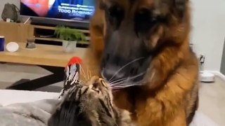 cats funny cats videos  funny cats and dogs  funny cats and dogs videos  funny cats compilation funny cats talking  funny cats fighting  funny cats meowing funny cats videos 2022 funny kitty