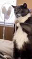 cats funny cats videos  funny cats and dogs  funny cats and dogs videos  funny cats compilation funny cats talking  funny cats fighting
