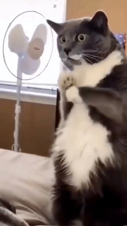 cats funny cats videos  funny cats and dogs  funny cats and dogs videos  funny cats compilation funny cats talking  funny cats fighting