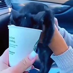 Download Video: cats funny cats videos  funny cats and dogs  funny cats and dogs videos  funny cats compilation funny cats talking  funny cats fighting  funny cats meowing funny cats videos 2022 funny kitty