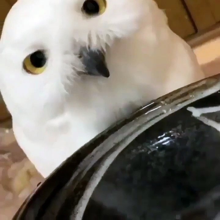 Owl video