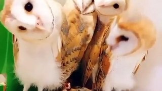 Owl video