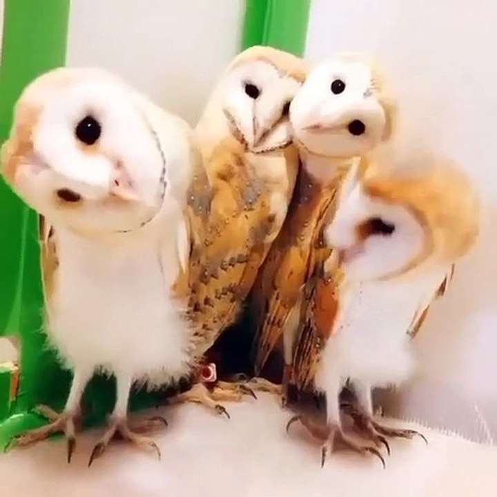 Owl video
