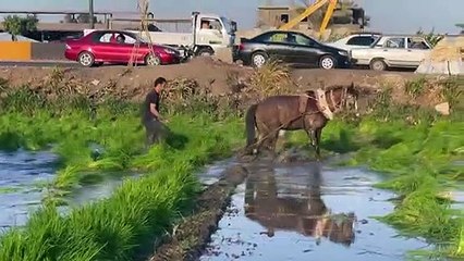 صغار المزارعين يطعمون المصريين ويكافحون من أجل البقاء