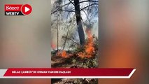 Milas Çamköy’de orman yangını başladı