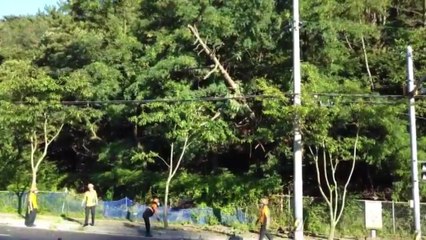 부산 기장군 소나무 쓰러져 전신주 고압선 덮쳐 / YTN