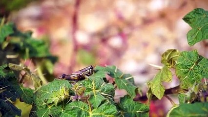 游侠松   户外美食之香喷喷的南瓜排骨饭   Outdoor cooking pumpkin chop rice