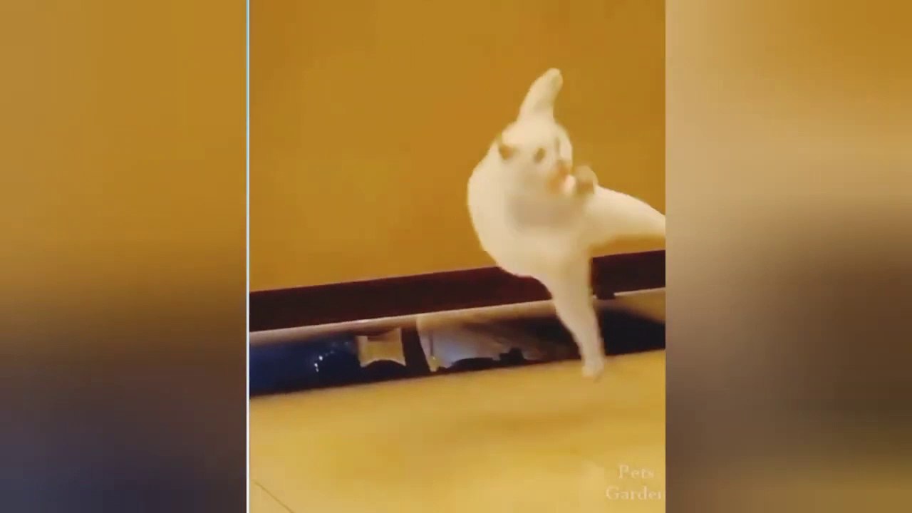 funny cats videos | funny animals