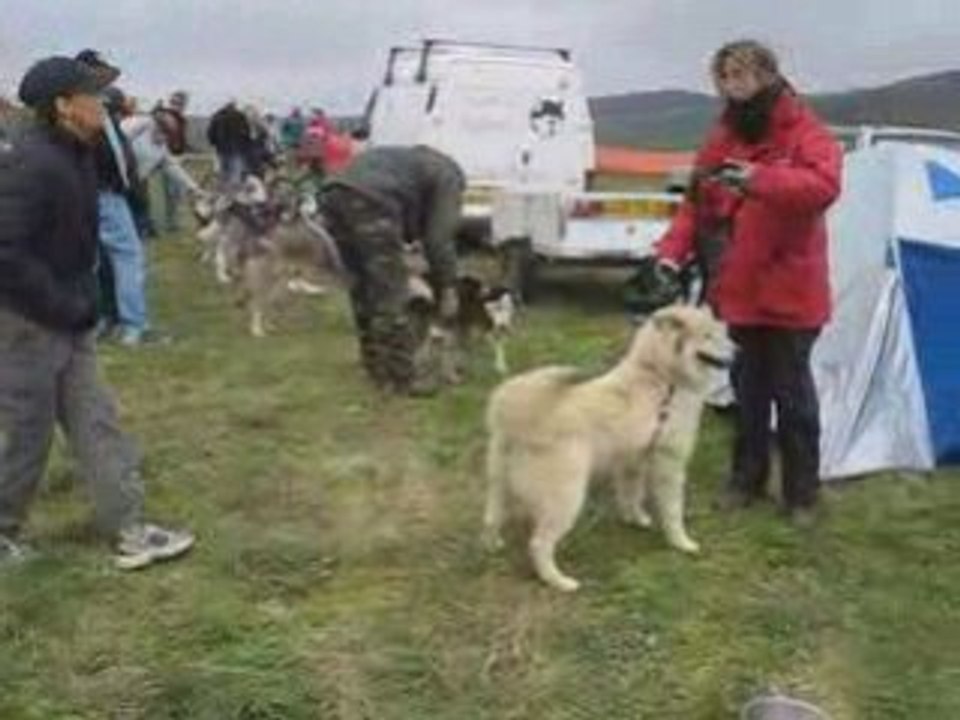PREPARATION DES CHIENS
