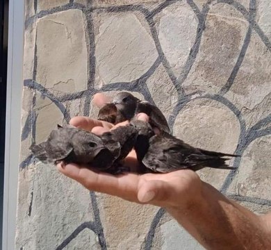 Tedavileri tamamlanan Ebabil kuşları doğaya bırakıldı