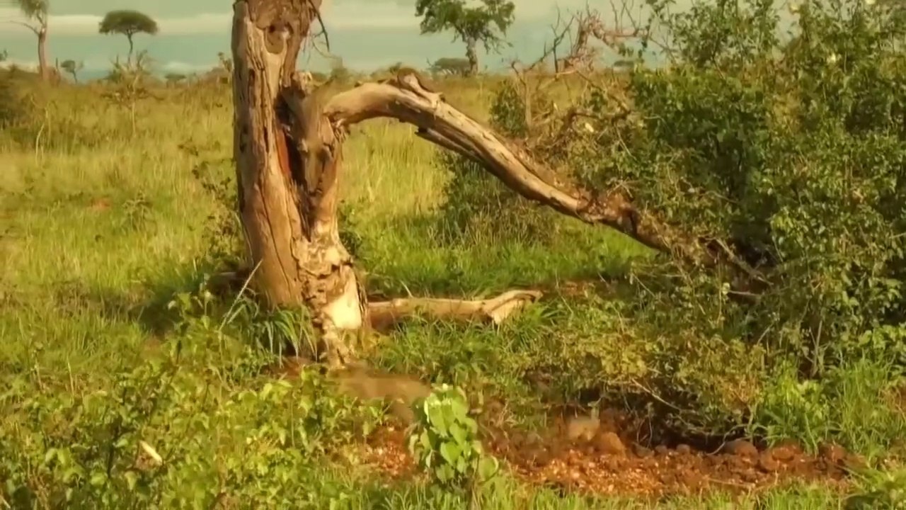 OMG! Chew The Cheetah's Head, Mother Warthog Take Down Cheetah To Save Her Baby - Wolf vs Bear