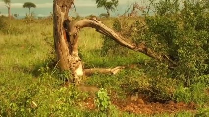 OMG! Chew The Cheetah's Head, Mother Warthog Take Down Cheetah To Save Her Baby - Wolf vs Bear
