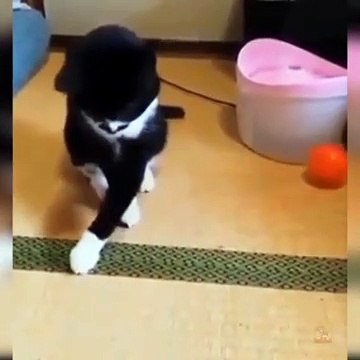 Baby Cats Cute and Funny Cat Videos Compilation baby cats,baby cat,cat baby,cute baby,cute cats,cute cat,funny cats,funny cat,cutest cats,cutest cat,cute baby cats,cute baby cat,funny baby cats,funny cat videos,cute cat videos,cat videos,aww animals,cat