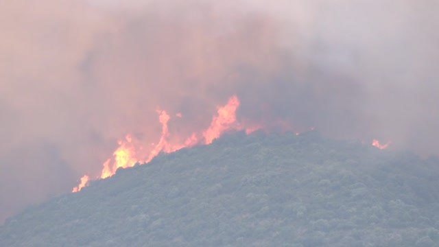 La importancia de las ovejas en los incendios