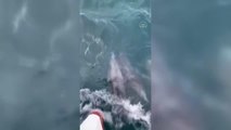 Yunusların tekneye eşlik etmesi görüntülendi