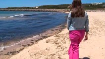 Algeninvasion an der Algarve: Nicht giftig, aber hässlich