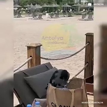 Antalyada bir otelin sahilinde karga, turistlerin çantasından 100 avro para aldı.