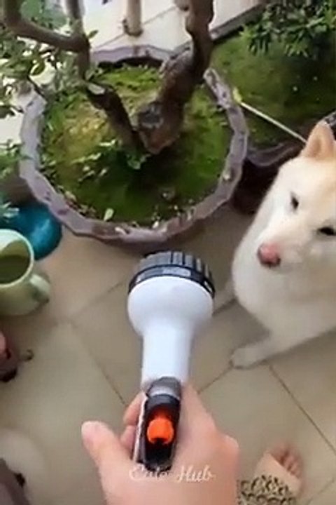 Funniest Cats and Dogs  Part 4 | Cat and dog with girl hot xxxx | cat and dog funny video